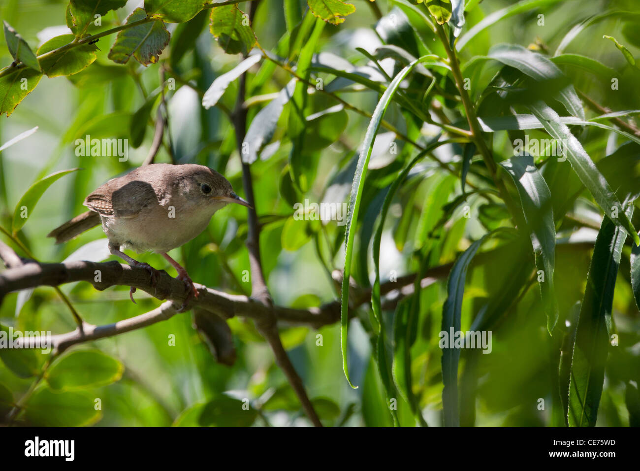 Casa Wren (Troglodytes aedon bonariae), sottospecie meridionale Foto Stock