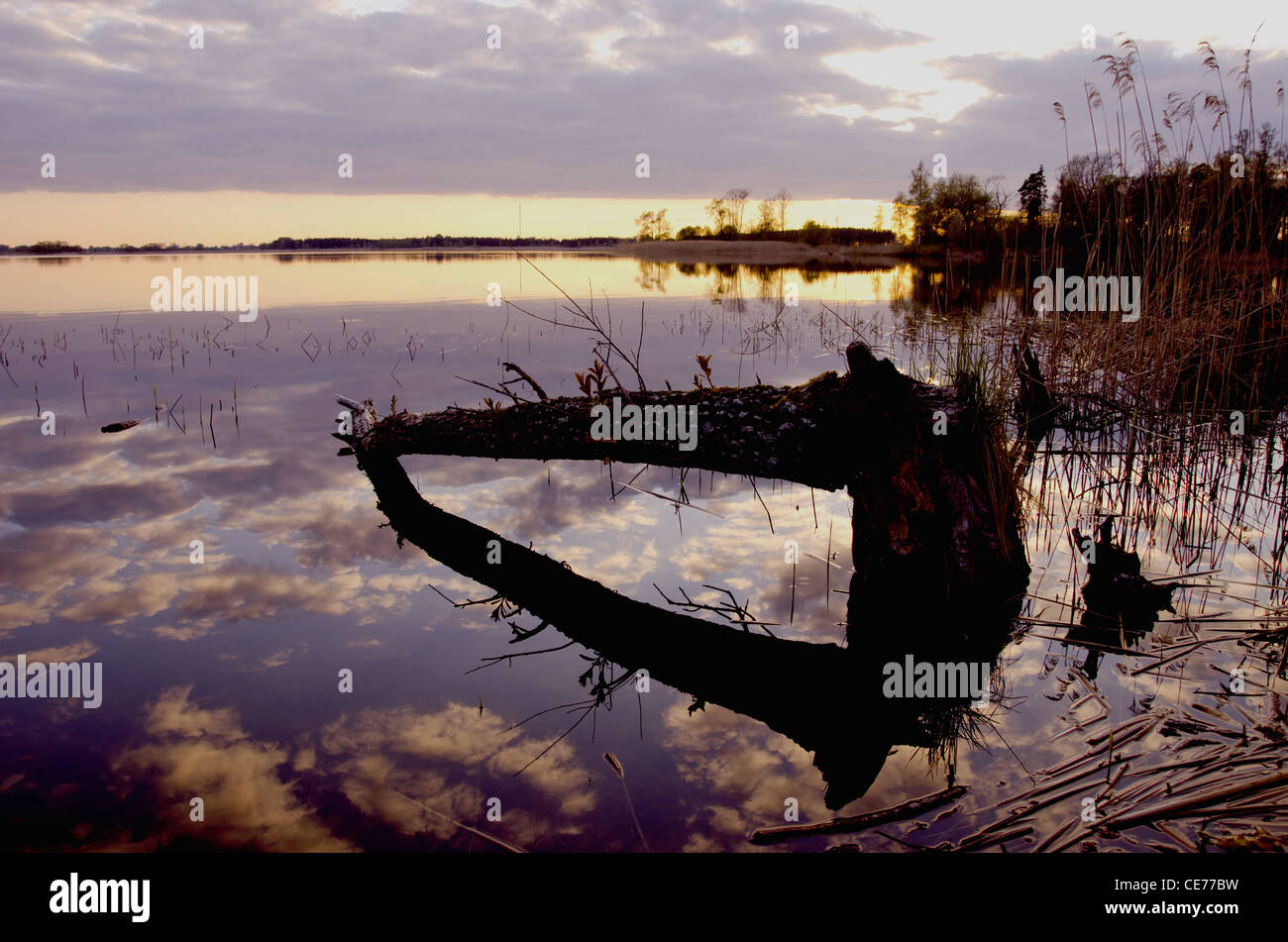 Beaver chew albero caduto nell'acqua. Di sera il paesaggio del lago sky riflessioni. Foto Stock