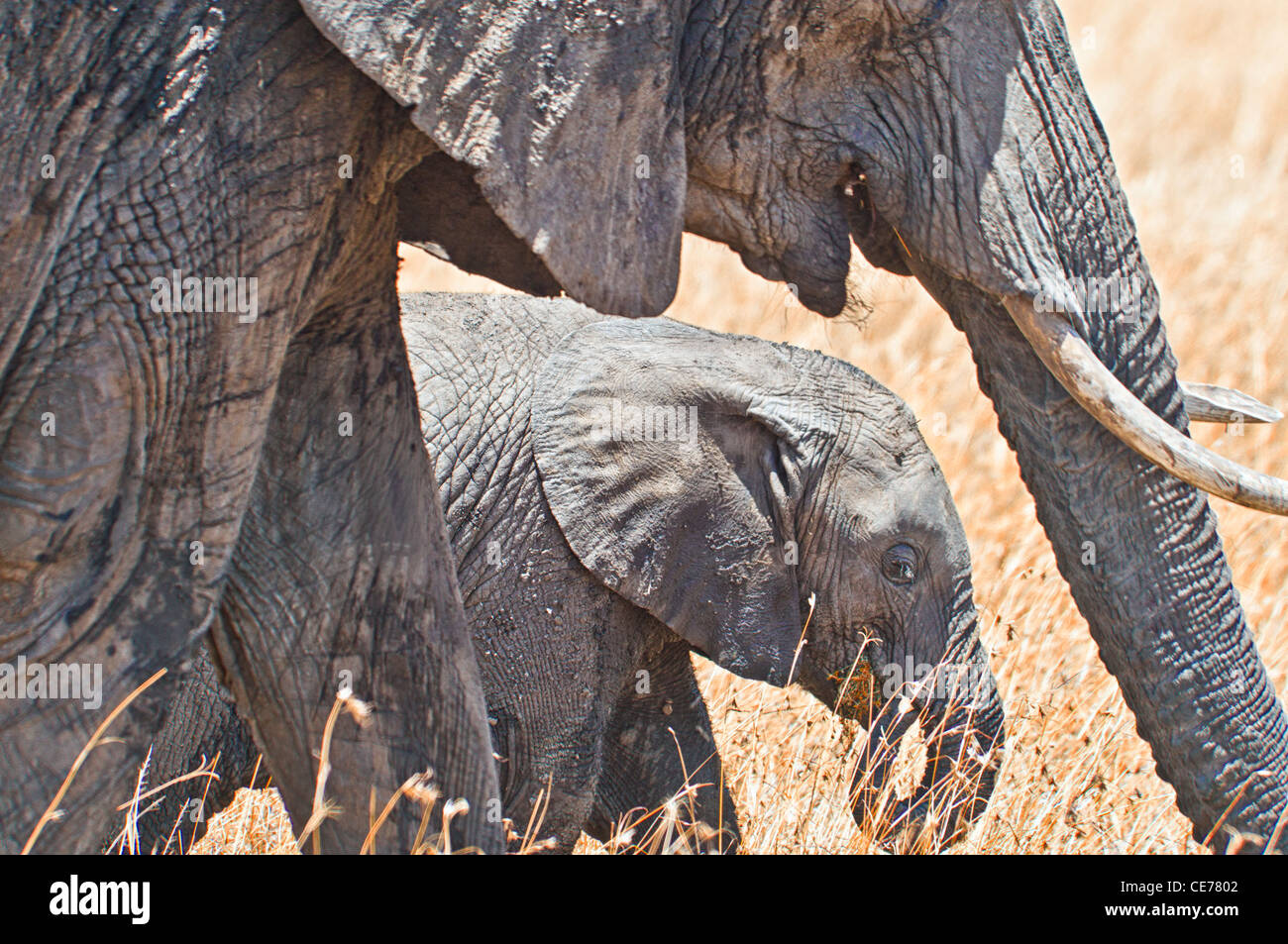 Elefante africano e madre di vitello, Loxodonta africana, il Masai Mara riserva nazionale, Kenya, Africa Foto Stock