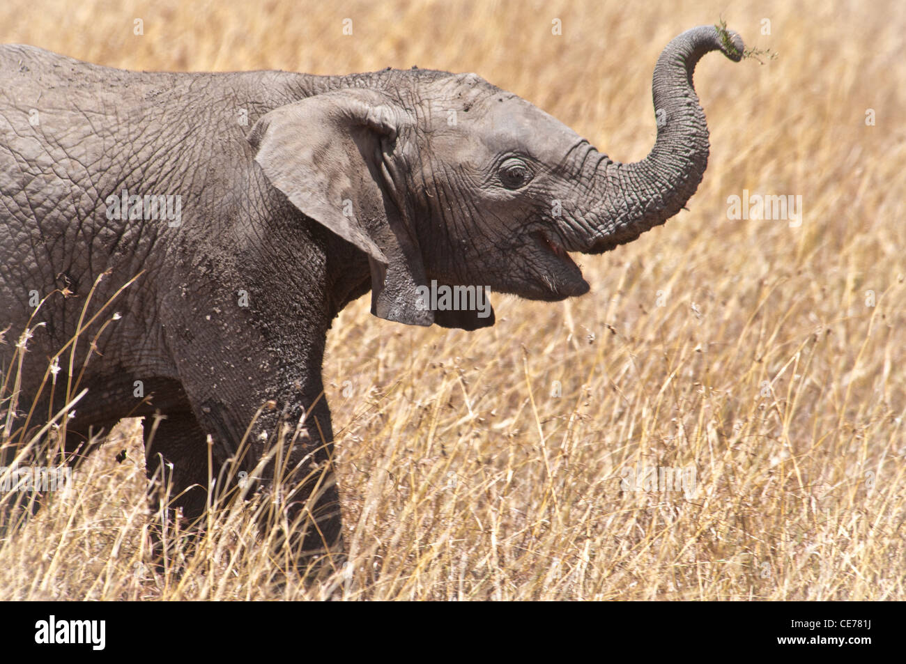 Baby Elefante africano Loxodonta africana, tronco sollevato, il Masai Mara riserva nazionale, Kenya, Africa Foto Stock