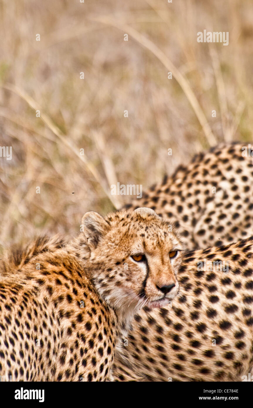 Giovani, ghepardo Acinonyx jubatus, il Masai Mara riserva nazionale, Kenya, Africa Foto Stock