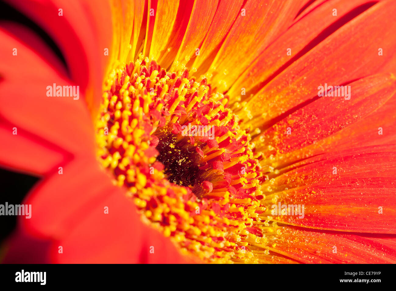 Un primo piano della Gerbera Daisy Fiore e petali di fiori. Foto Stock