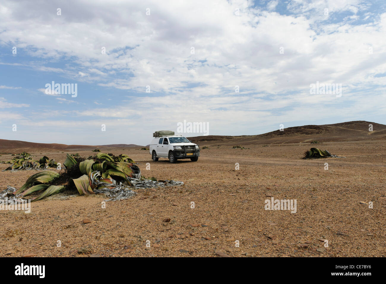 4x4 auto tra sparsi "fossile vivente" le piante Welwitschia mirabilis,. Il Cratere Messum. Damaraland, Namibia Foto Stock