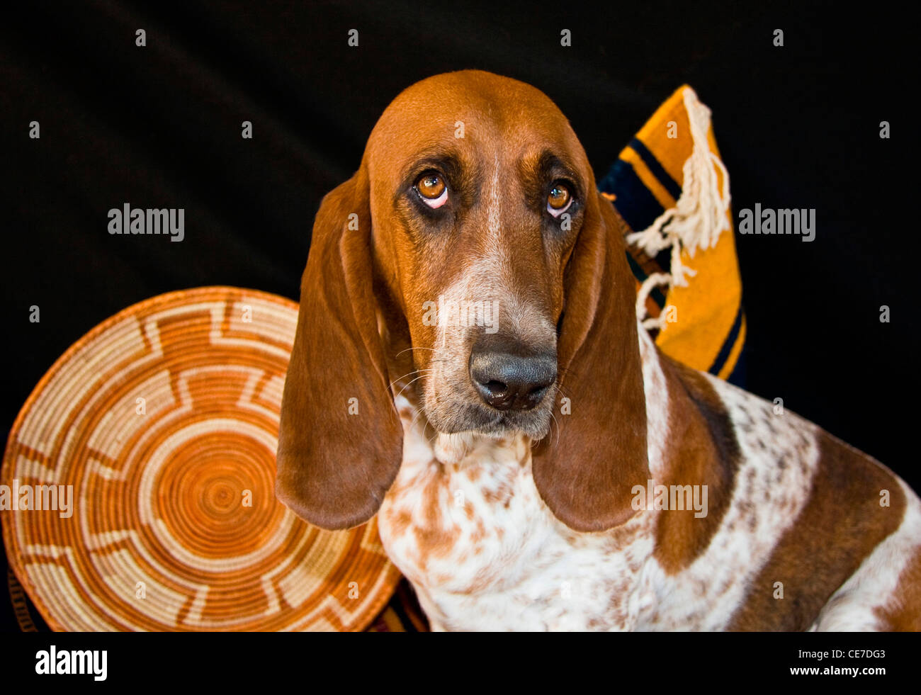 Ritratto di un Basset Hound Foto Stock