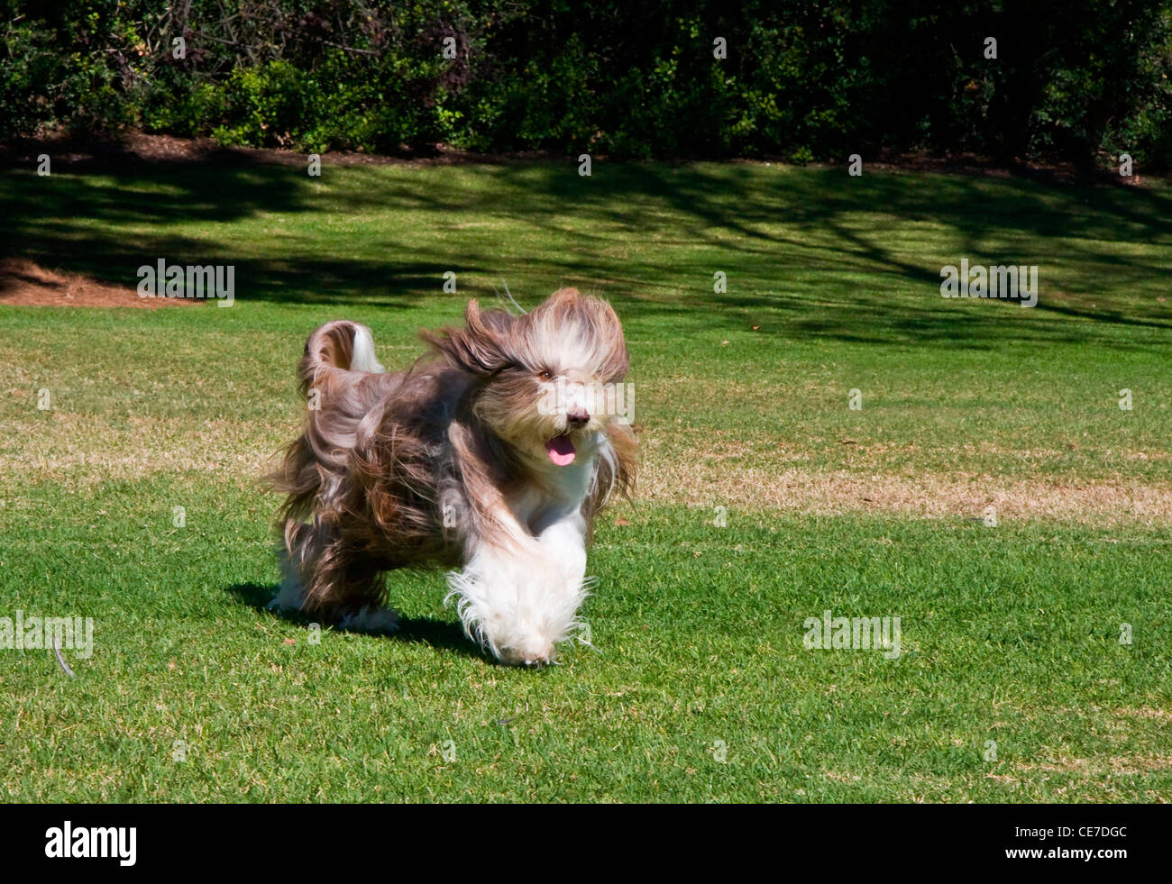 Un barbuto Collie in esecuzione attraverso un parco Foto Stock