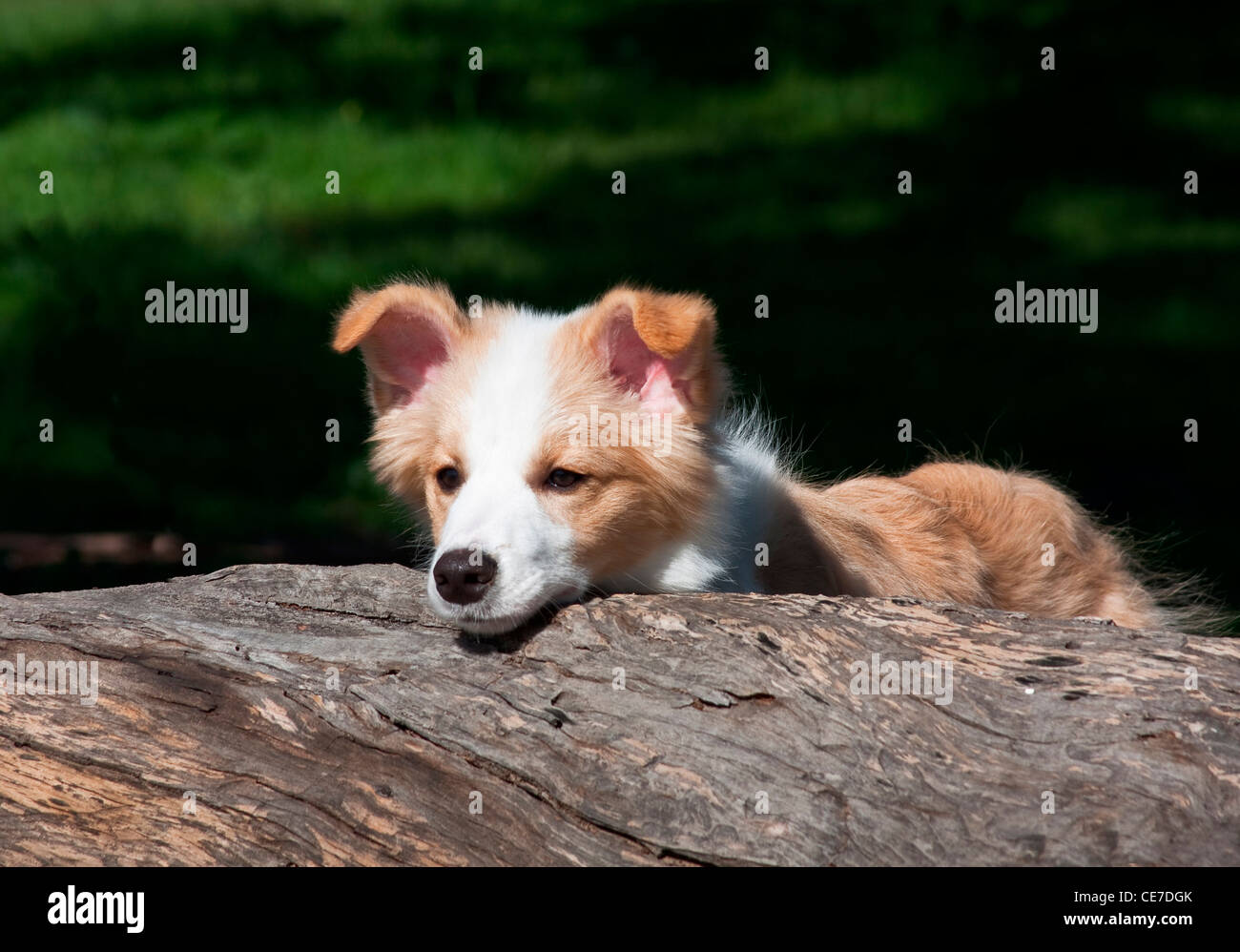 Un Border Collie cucciolo cercando su un log Foto Stock