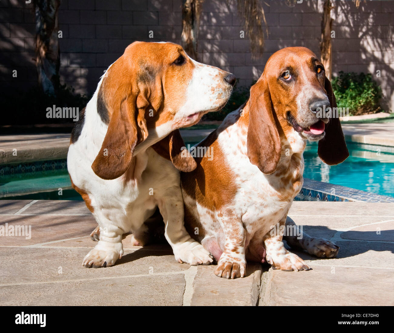 Due Basset Hounds in amore con una piscina Foto Stock