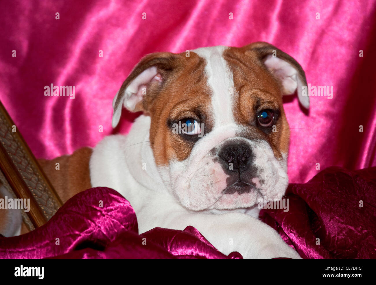 Un Bulldog inglese cucciolo giacente in rosa tessuto satin Foto Stock