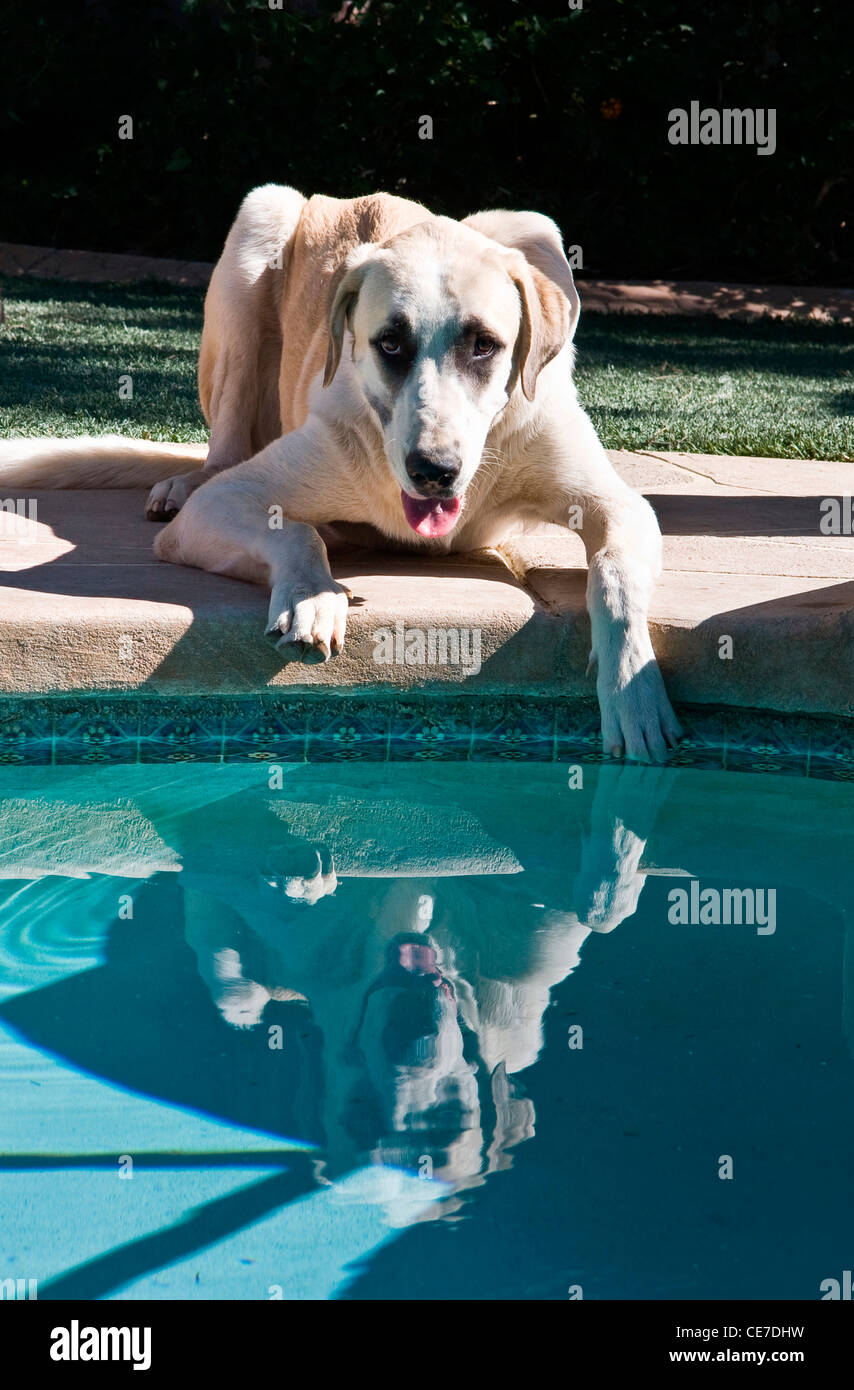 Un pastore anatolico cucciolo a bordo piscina con una zampa in acqua Foto Stock