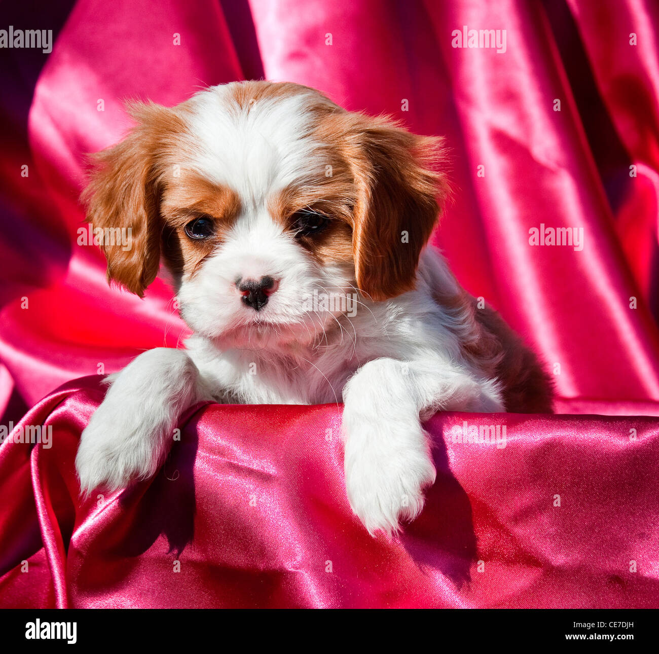 Un Cavalier King Charles Spaniel cucciolo con un caldo sfondo rosa Foto Stock