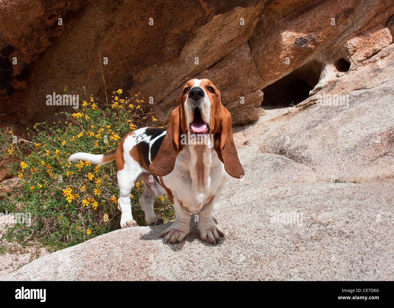 Basset Hound in piedi sulle rocce a Joshua Tree National Park in California Foto Stock