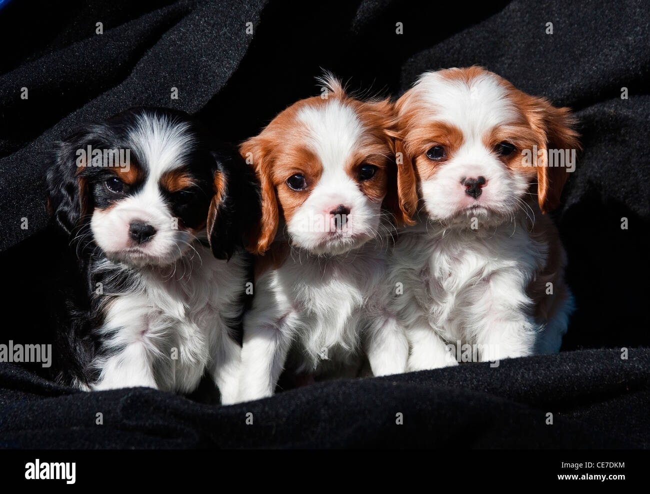 Tre Cavalier King Charles Spaniel cuccioli seduti in una fila con sfondo nero Foto Stock
