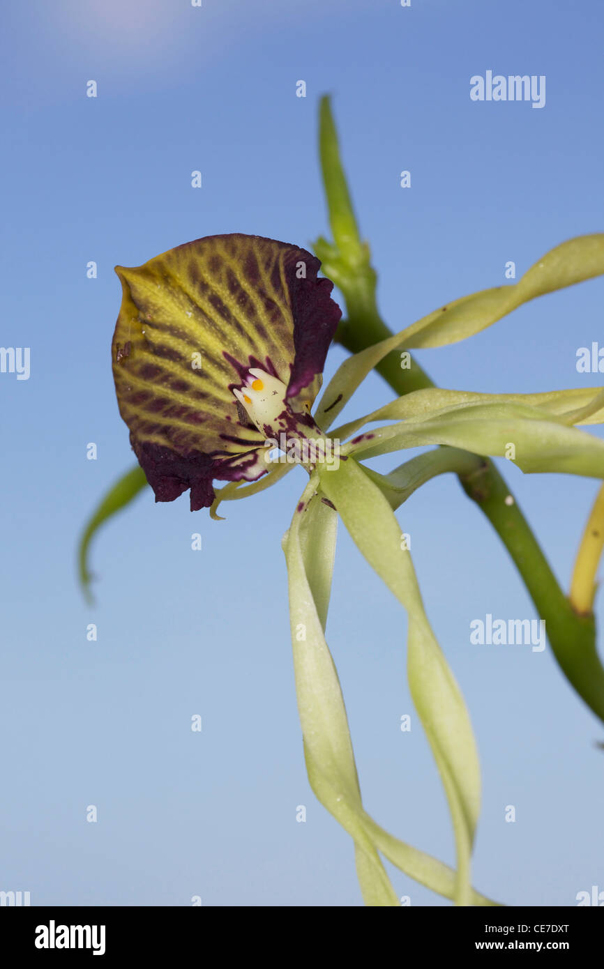 Stati Uniti d'America, Florida, nativo di Napoli orchidee, Clamshell orchid. Foto Stock