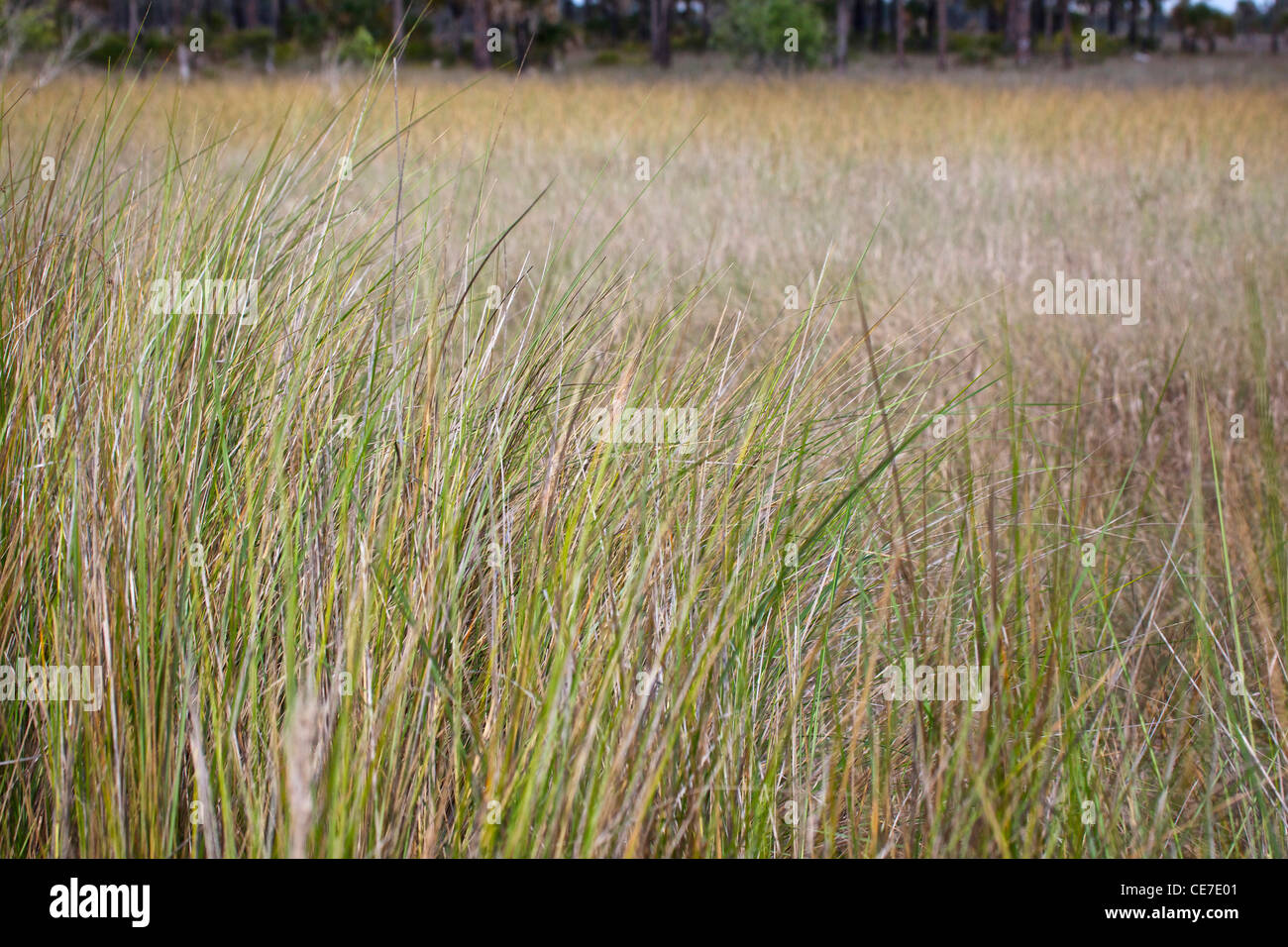 Stati Uniti d'America, Florida, Big Cypress preservare vide l'erba. Foto Stock