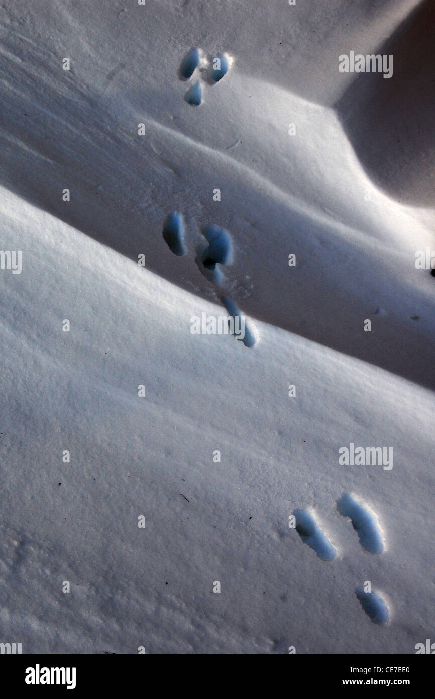 Deer tracce nella neve, Woodbury, Minnesota Foto Stock