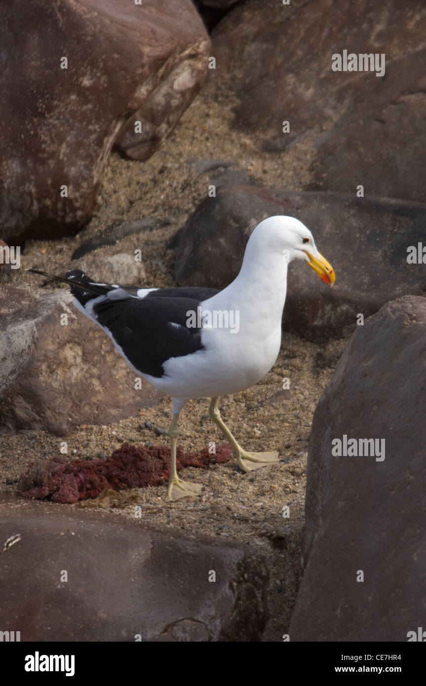 Un gabbiano kelp (Larus dominicanus) alimentazione sui resti della placenta di un capo pelliccia sigillo. Cape Cross colonia di foche, Namibia. Foto Stock