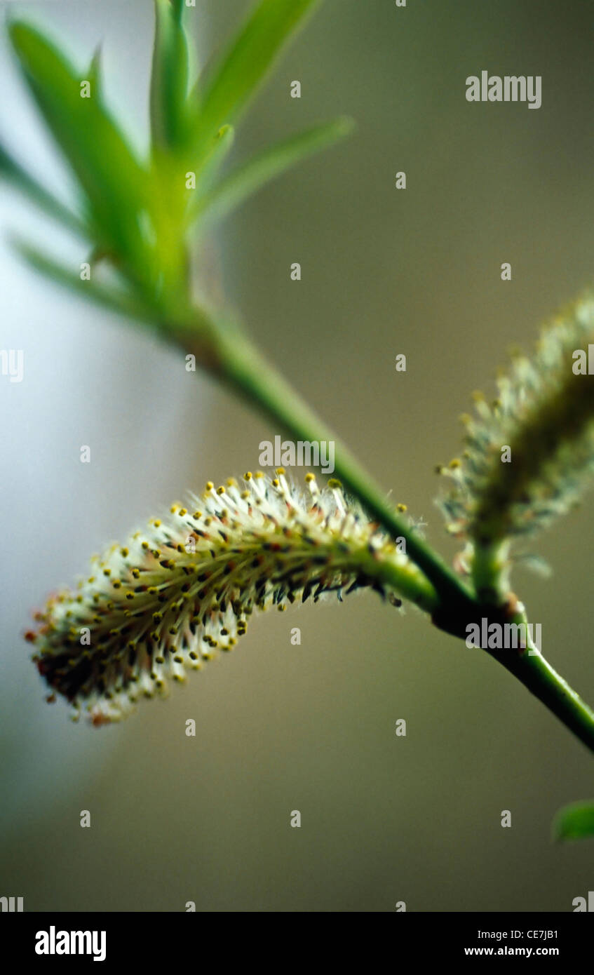 Willow, Salix purpurea, close up amenti su un ramo in primavera. Foto Stock