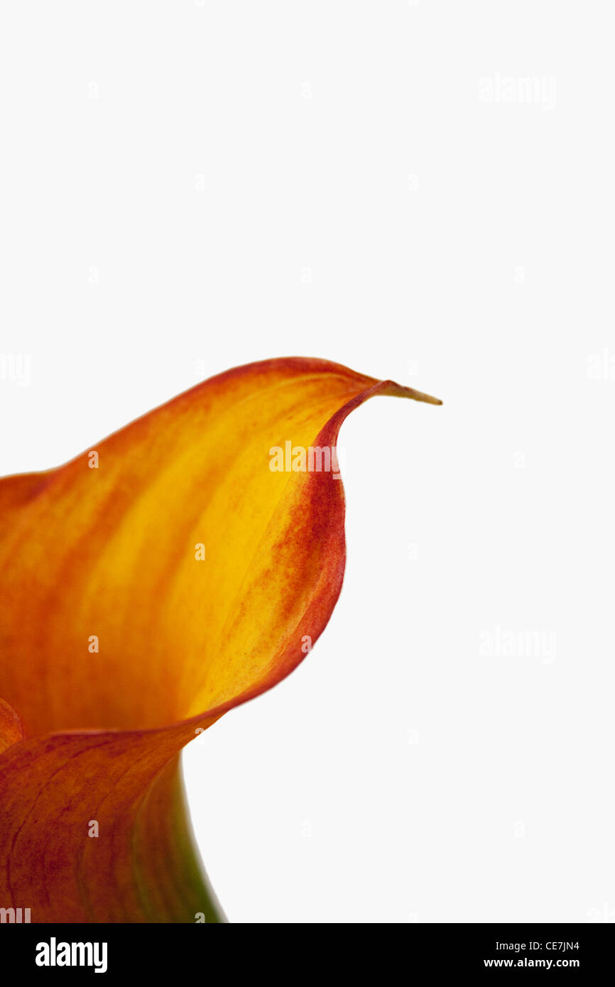 Giglio, Arum lily, Calla Lily, Zantedeschia aethiopica, arancio, bianco. Foto Stock