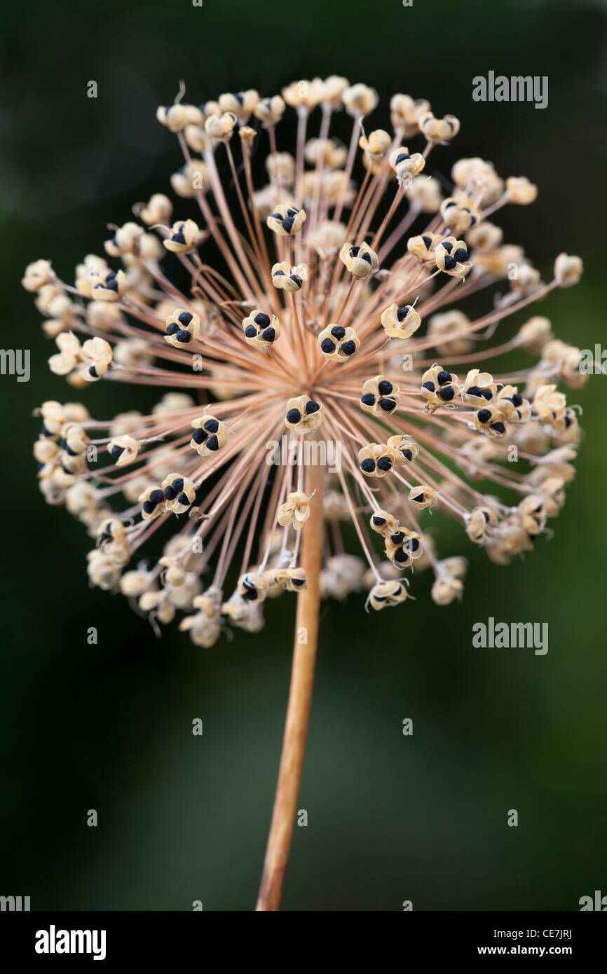 Allium, Allium Hollandicum 'viola sensazione', Marrone. Foto Stock