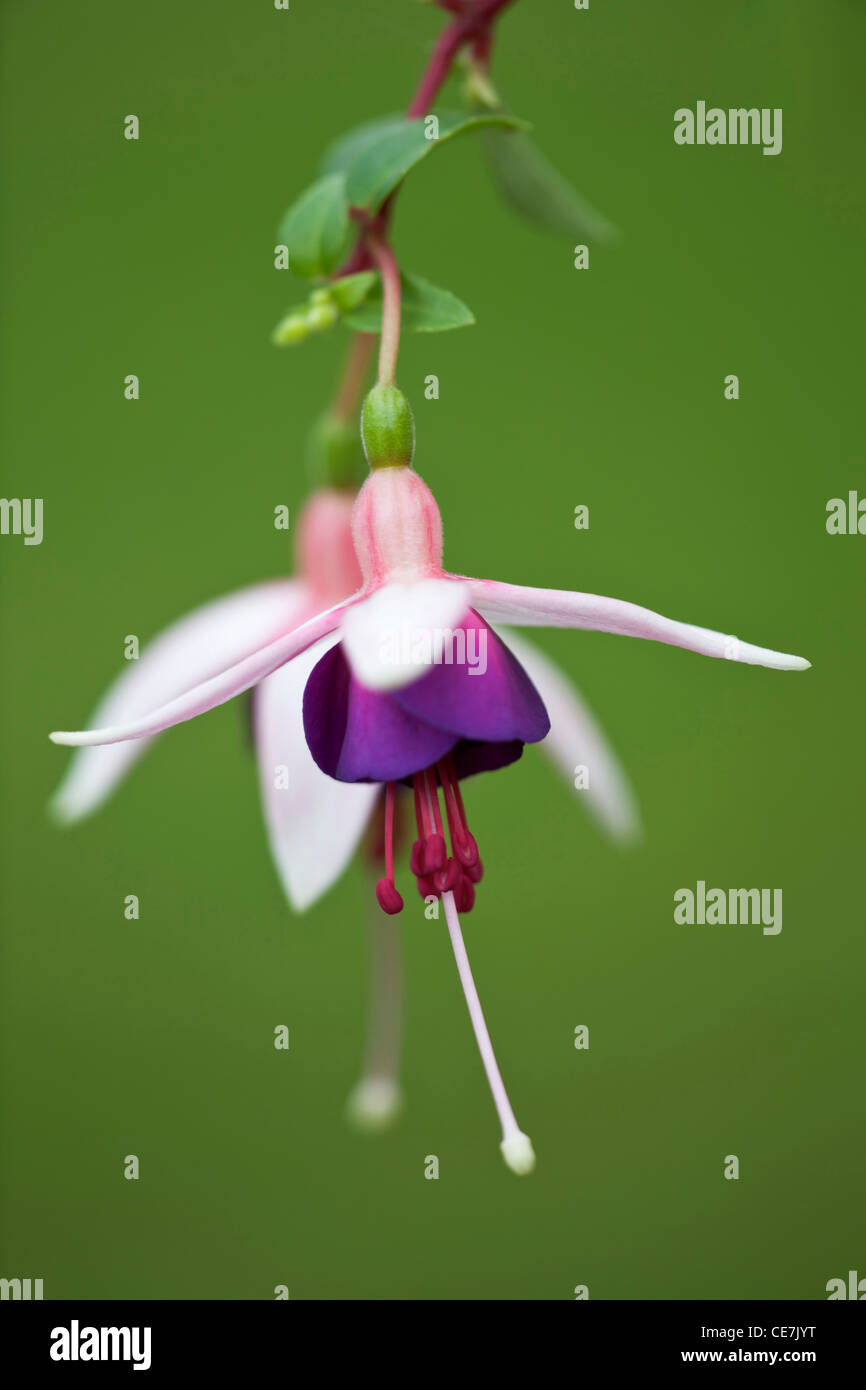 Fucsia, Fuchsia 'La Campanella', viola, verde Foto stock - Alamy