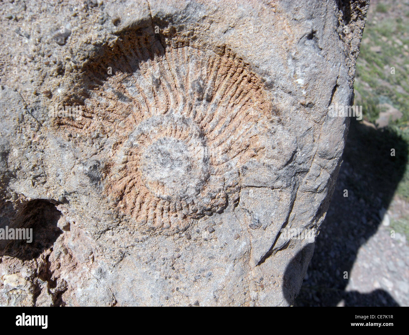 Ammonita fossile nella roccia accanto a via, Parque Nacional Aconcagua, Mendoza, Argentina Foto Stock