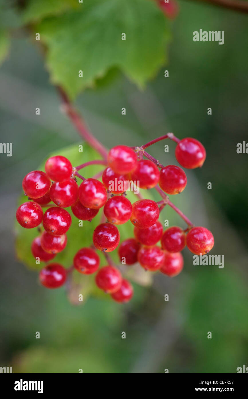 Pallon di maggio, Viburnum opulus, rosso. Foto Stock