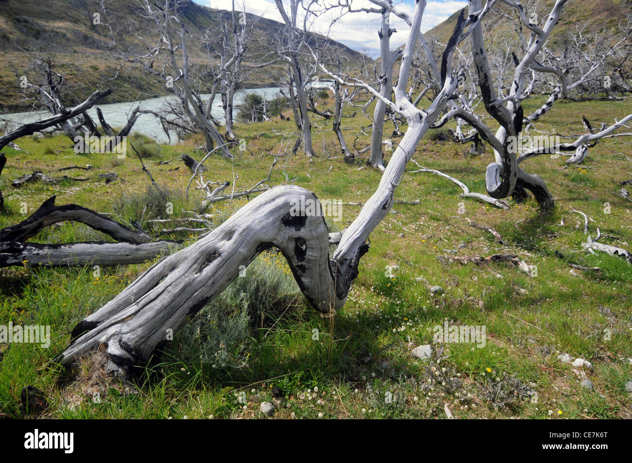 Lenga (Nothofagus) alberi uccisi da bushfire nel 2005, il Parco Nazionale di Torres del Paine nella Patagonia cilena. Fotografato Gen 2011 Foto Stock