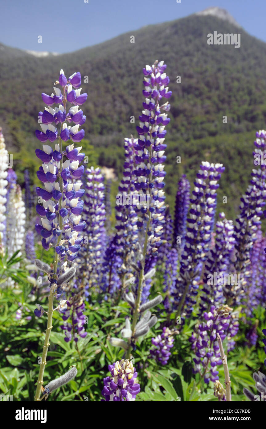 Insolito bi-colore fiore lupin, Parque Nacional Nahuel Huapi, Neuquen, Argentina Foto Stock