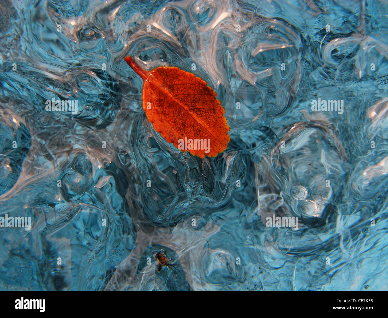 Lenga (Nothofagus) foglie congelate sulla superficie di fusione del ghiacciaio, il Ghiacciaio Perito Moreno, Patagonia, Argentina Foto Stock