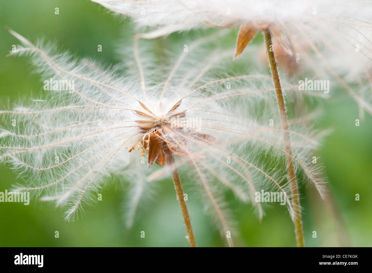 Mountain Avens, Dryas x suendermannii, bianco, verde. Foto Stock