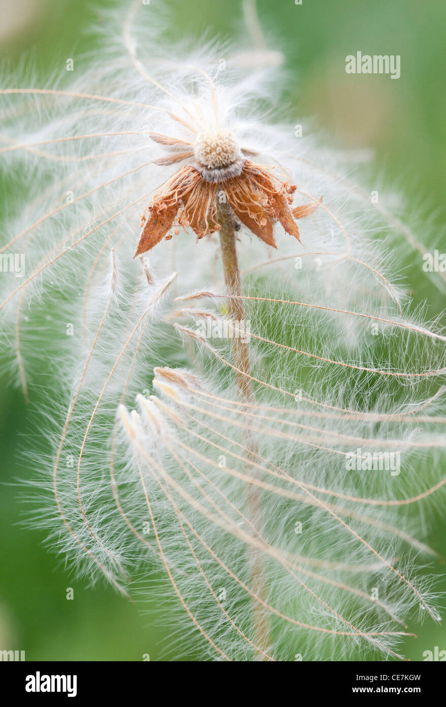 Mountain Avens, Dryas x suendermannii, bianco, verde. Foto Stock