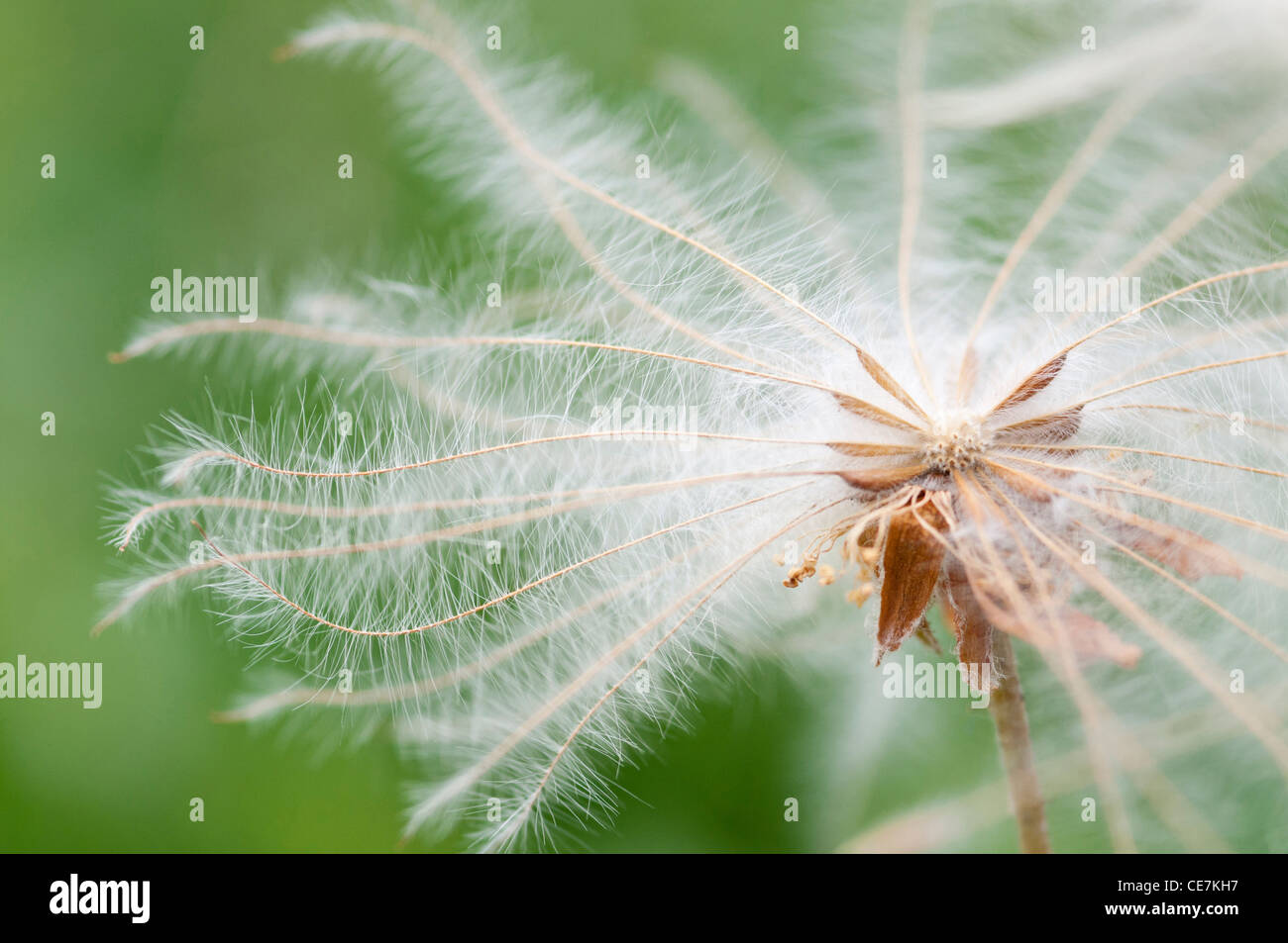 Mountain Avens, Dryas x suendermannii, bianco, verde. Foto Stock