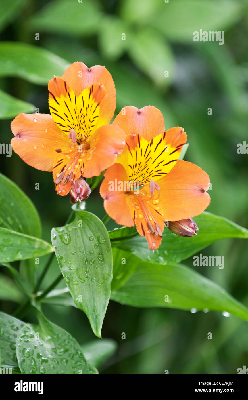 Alstroemeria, giglio peruviano, Alstroemeria " Flaming Star', arancio, verde. Foto Stock