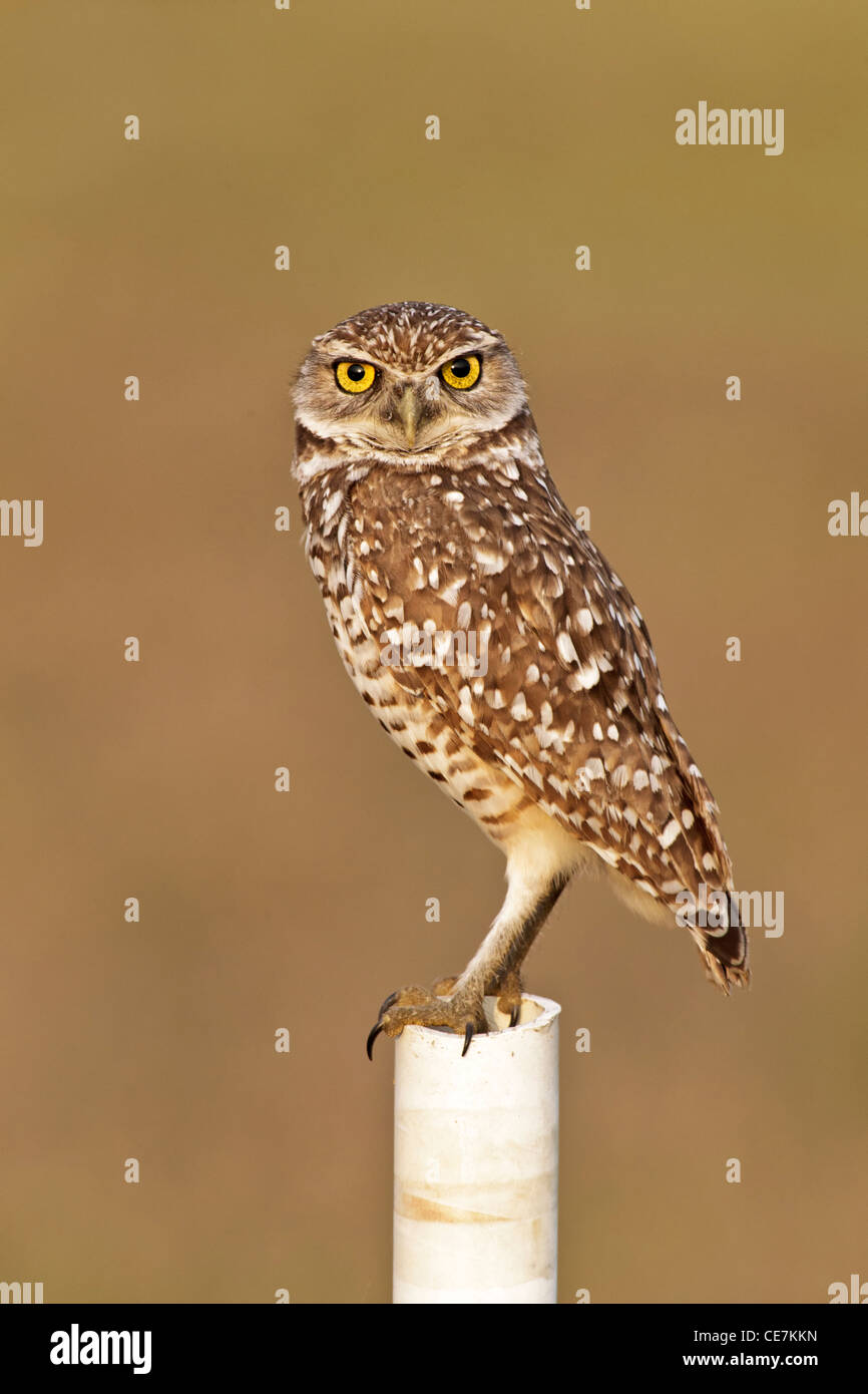 Un adulto scavando il gufo appollaiato su lookout post Foto Stock