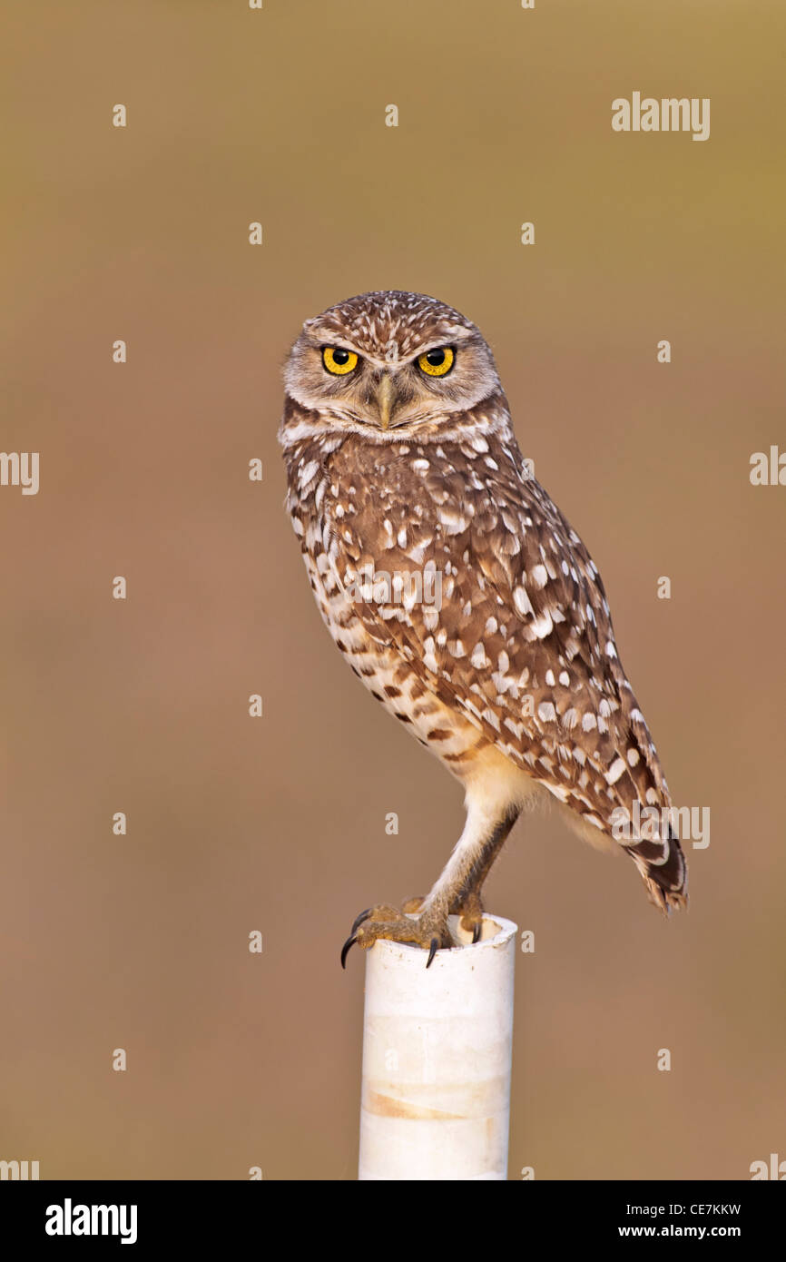 Un adulto scavando il gufo appollaiato su lookout post Foto Stock