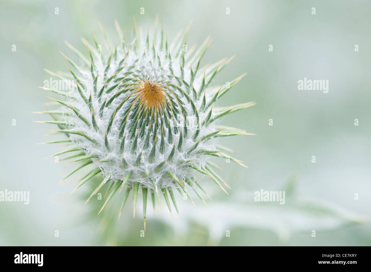 Fiore pungenti testa di Onopordum acanthium, Scotch o cotone thistle contro uno sfondo verde. Foto Stock