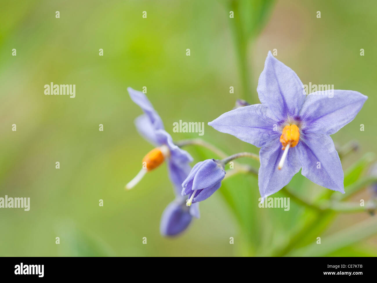 Fiori di colore blu e giallo stame di Solanum crispum, la patata cilena tree. Foto Stock