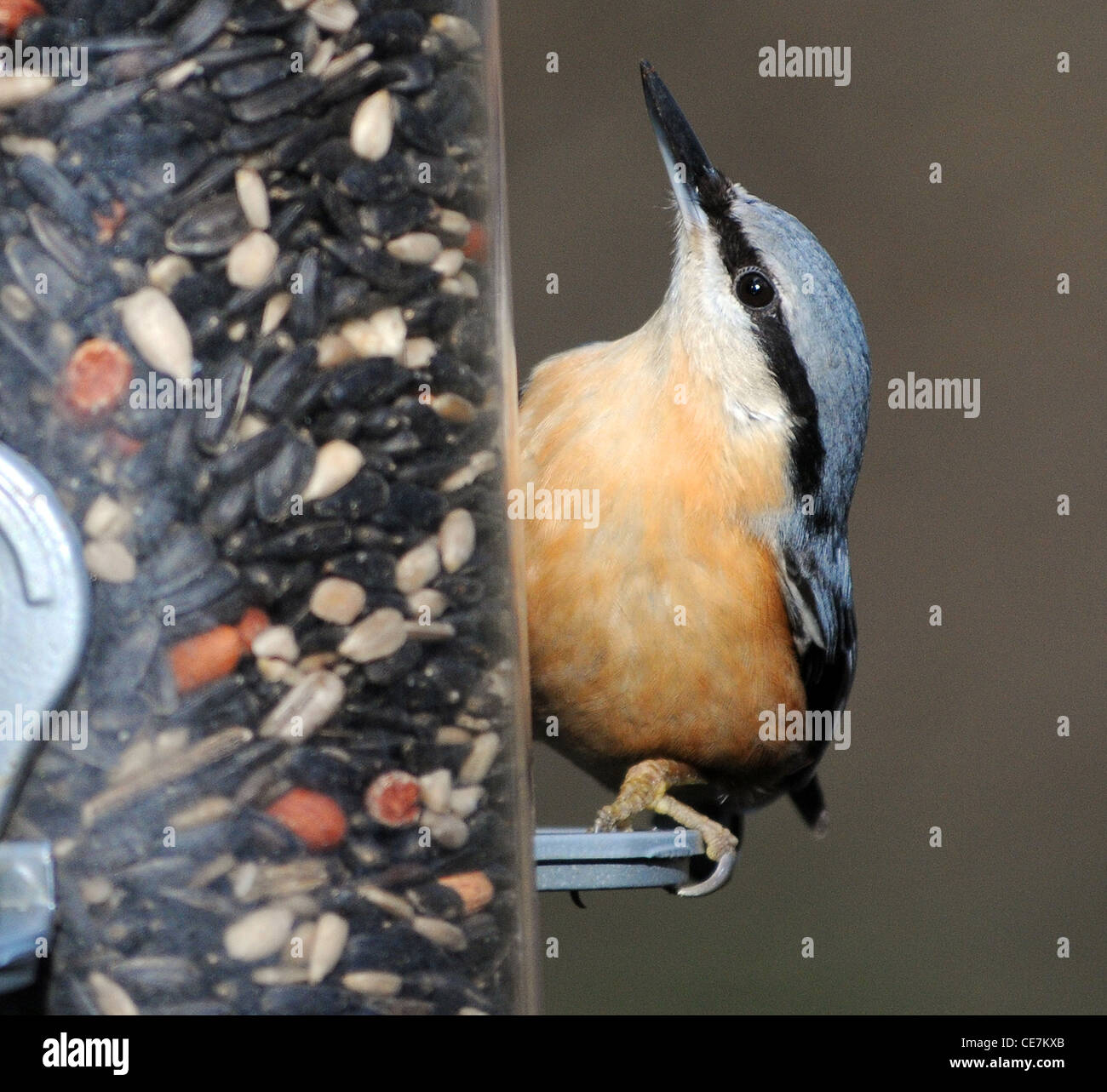 Picchio muratore in corrispondenza di un alimentatore di sementi a Ringwood, Hants. Foto Stock