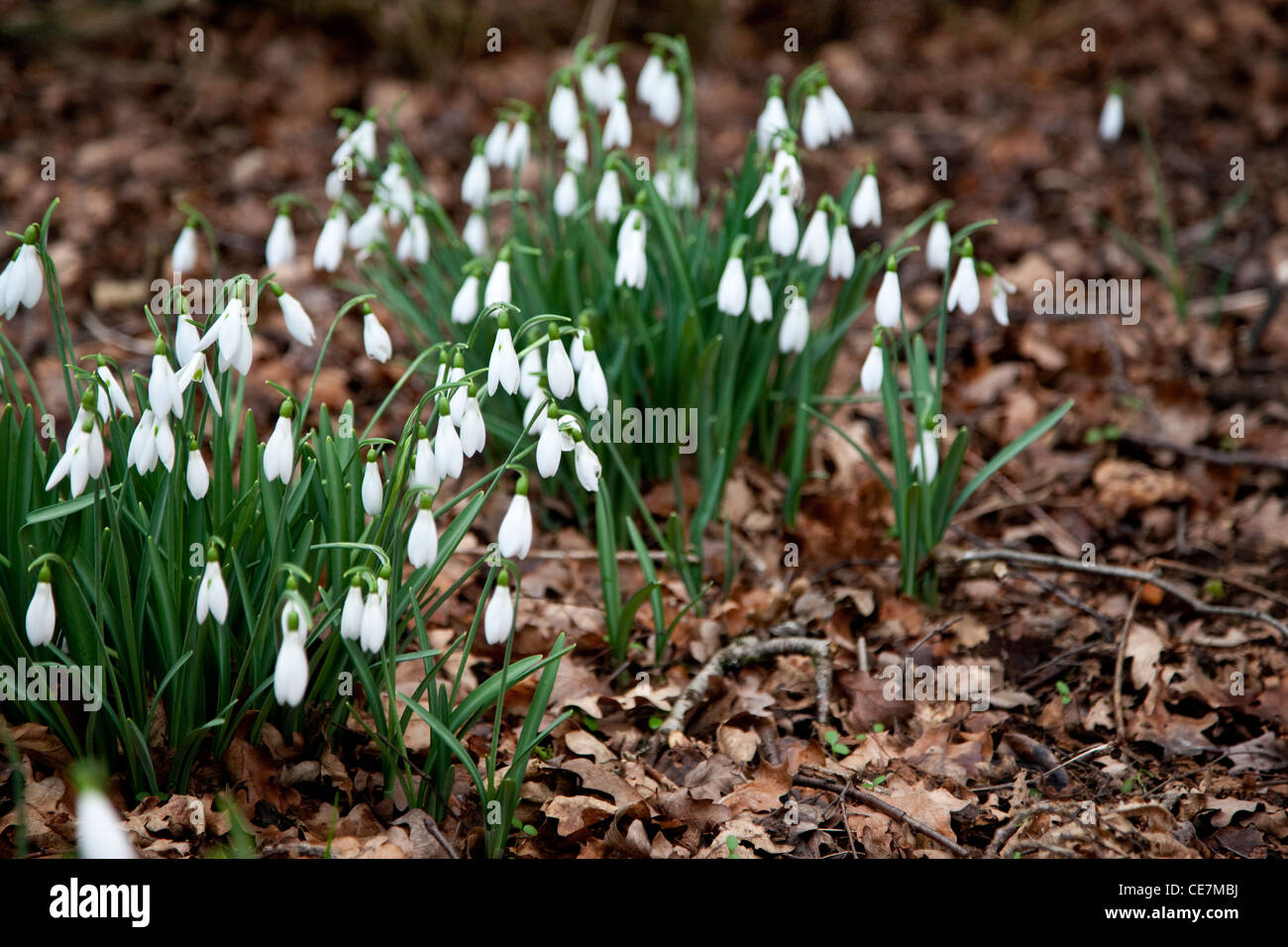 Snowdrops scoppiare attraverso sulla terra verdeggiante nel gennaio, pesante con fiori di colore bianco. Foto Stock