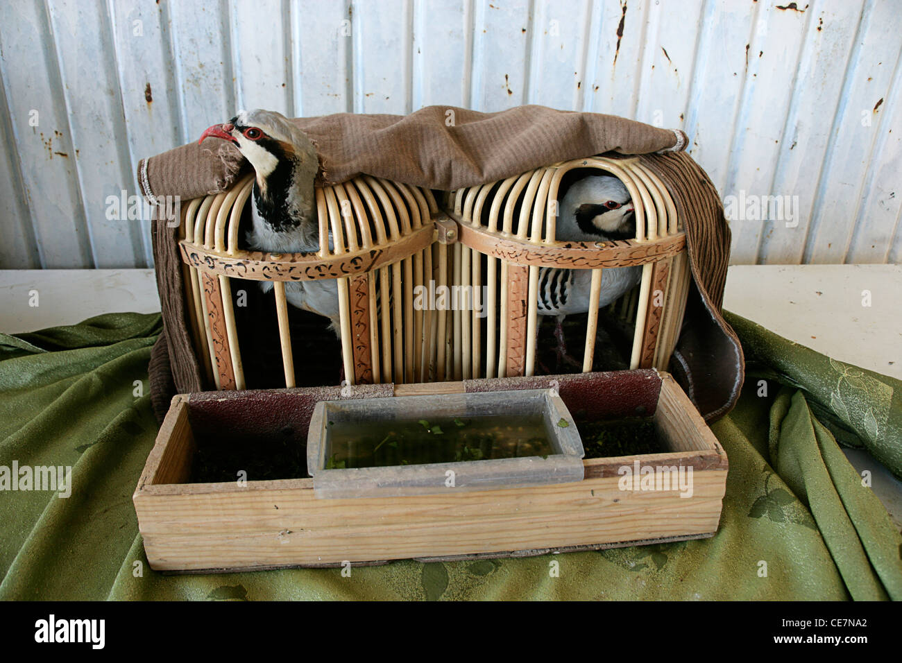 Il Pet pernici in gabbie vicino Kahta, sud-est della Turchia Foto Stock