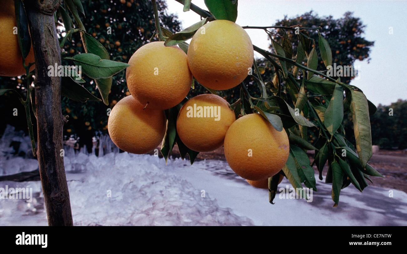 Congelati Valencia arance sugli alberi dopo un pre-natale congelare in Tulare County in California. Foto Stock