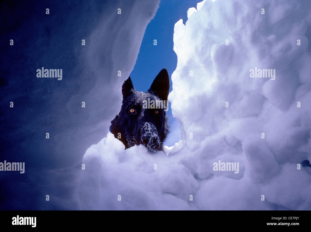 Sotto la neve vista di ricerca e salvataggio, cane da sciatore sepolto, vittima di valanghe, in attesa di salvataggio sotto la neve. Foto Stock