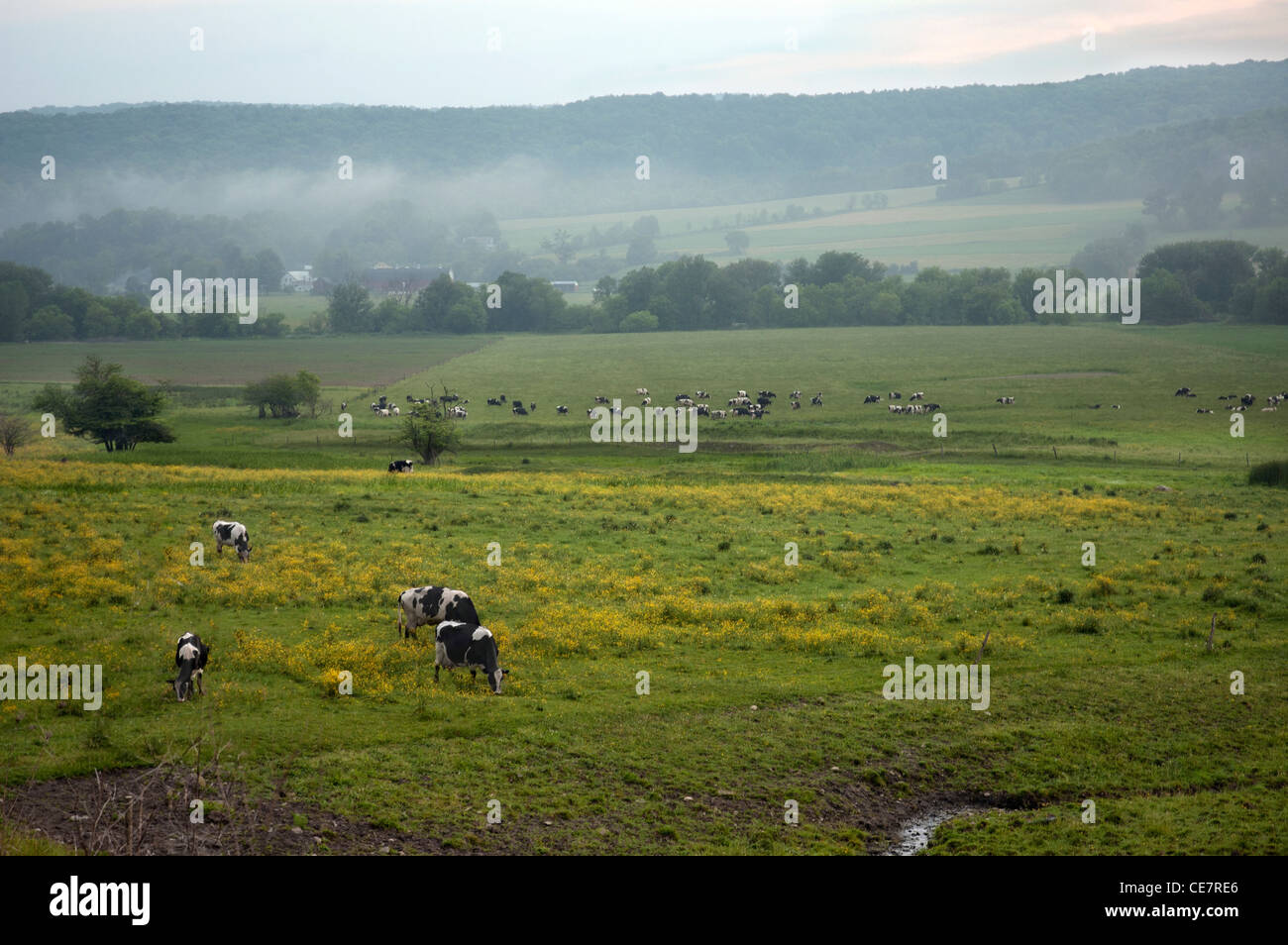 Le mucche al pascolo in un campo rurale al tramonto Foto Stock