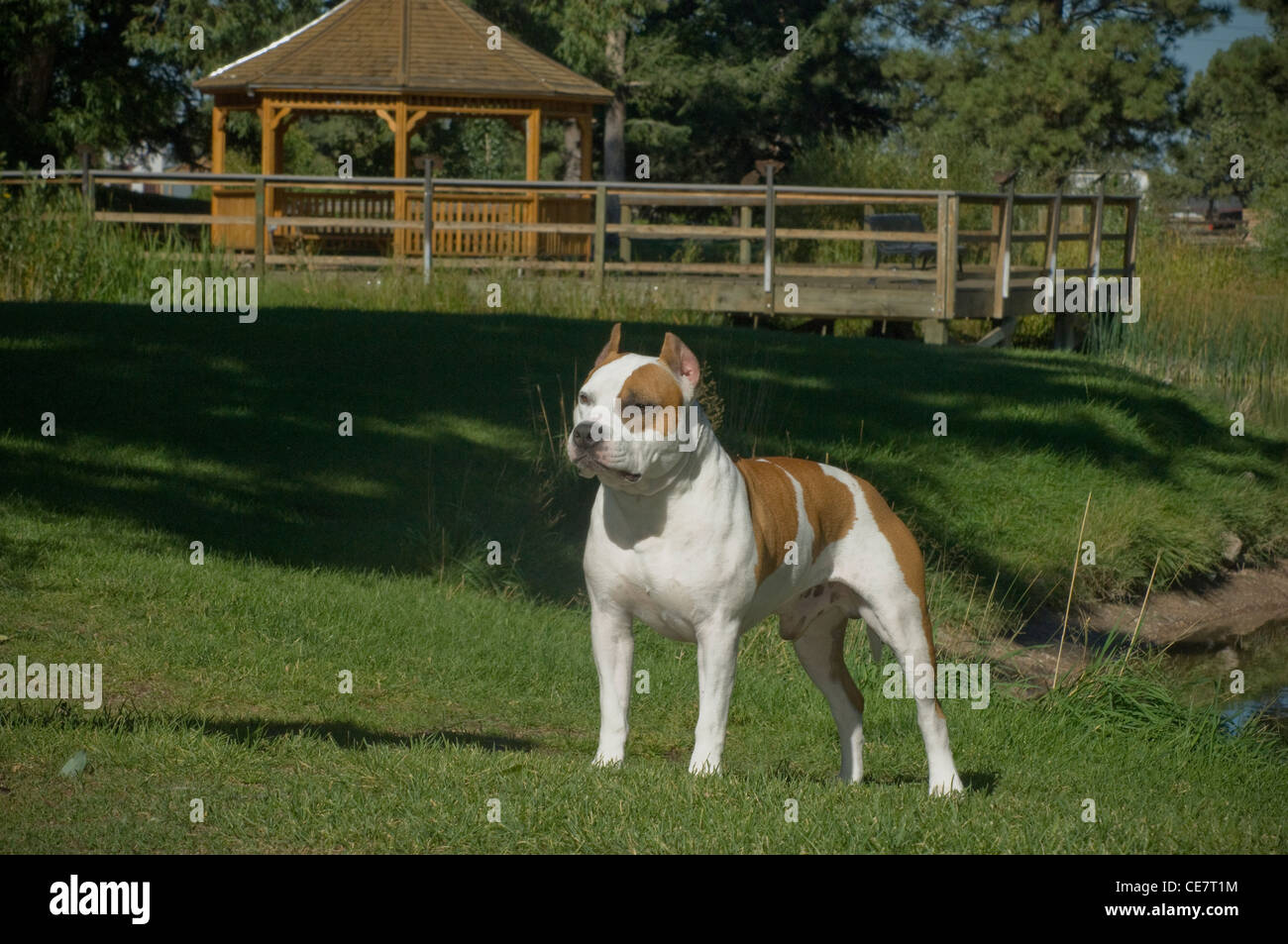 American Staffordshire Terrier in piedi in erba Foto Stock