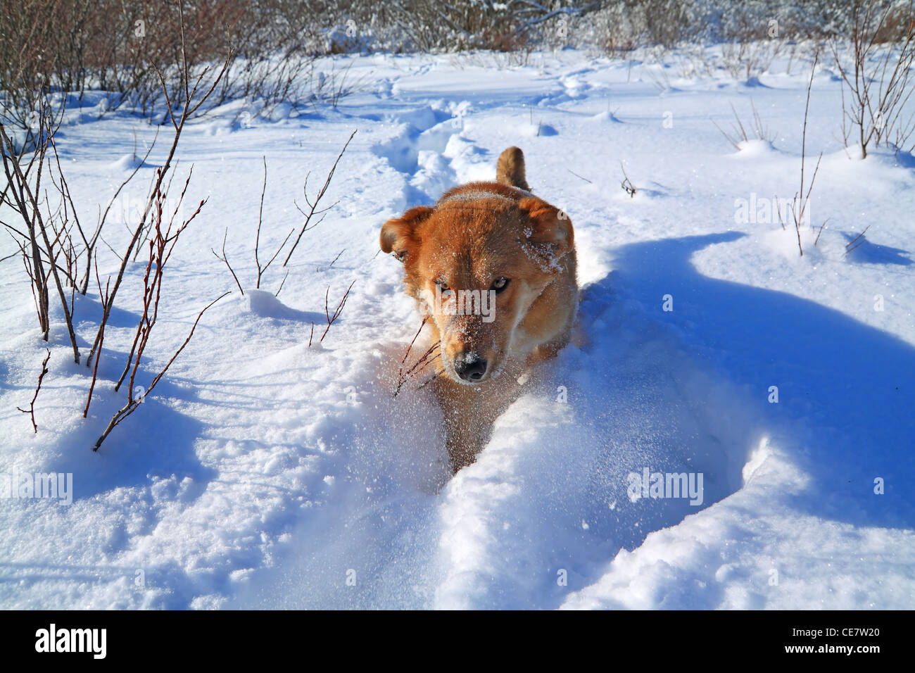 Redhead cane nella neve profonda Foto Stock