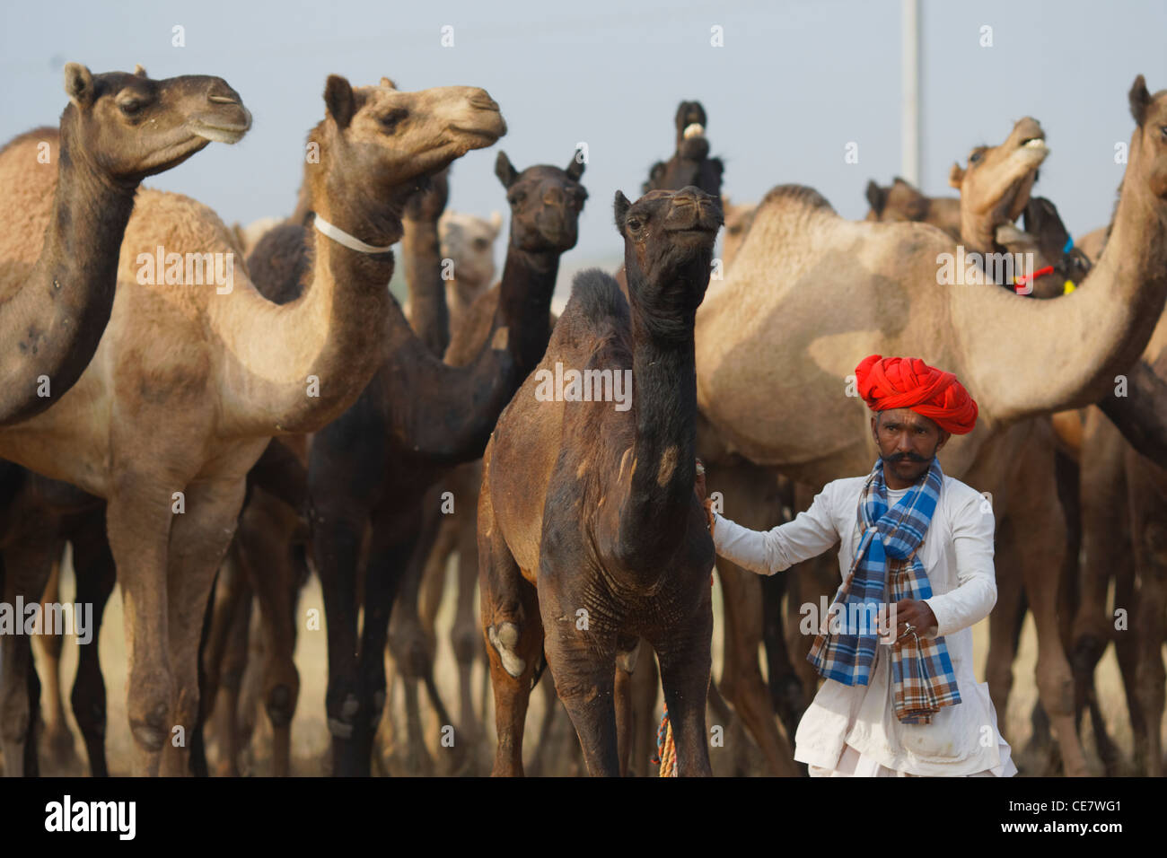 Camel herder con i loro cammelli a Pushkar, Rajasthan. Foto Stock