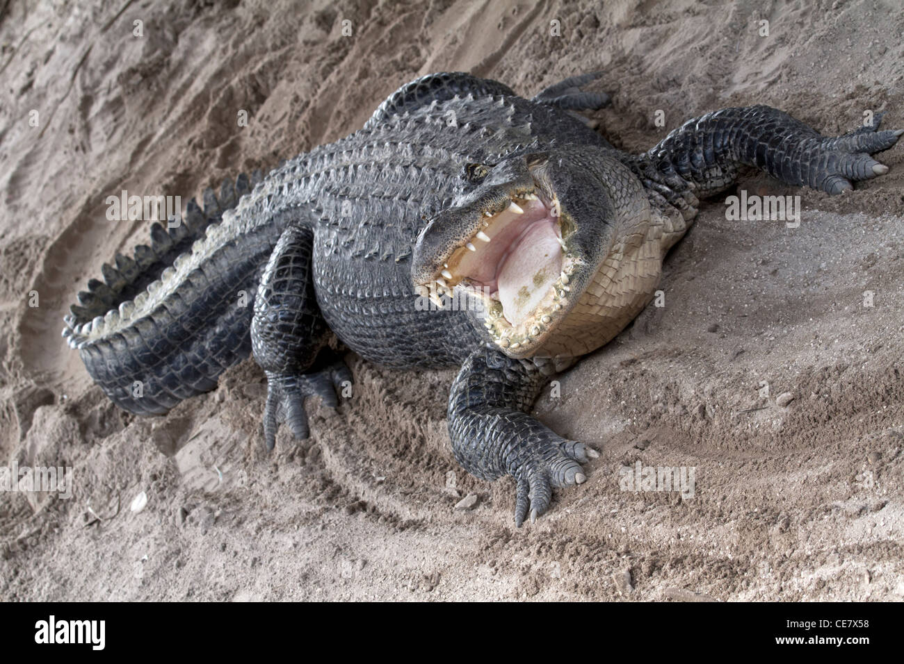 Alligatore aggressivo con ampia bocca aperta Foto Stock