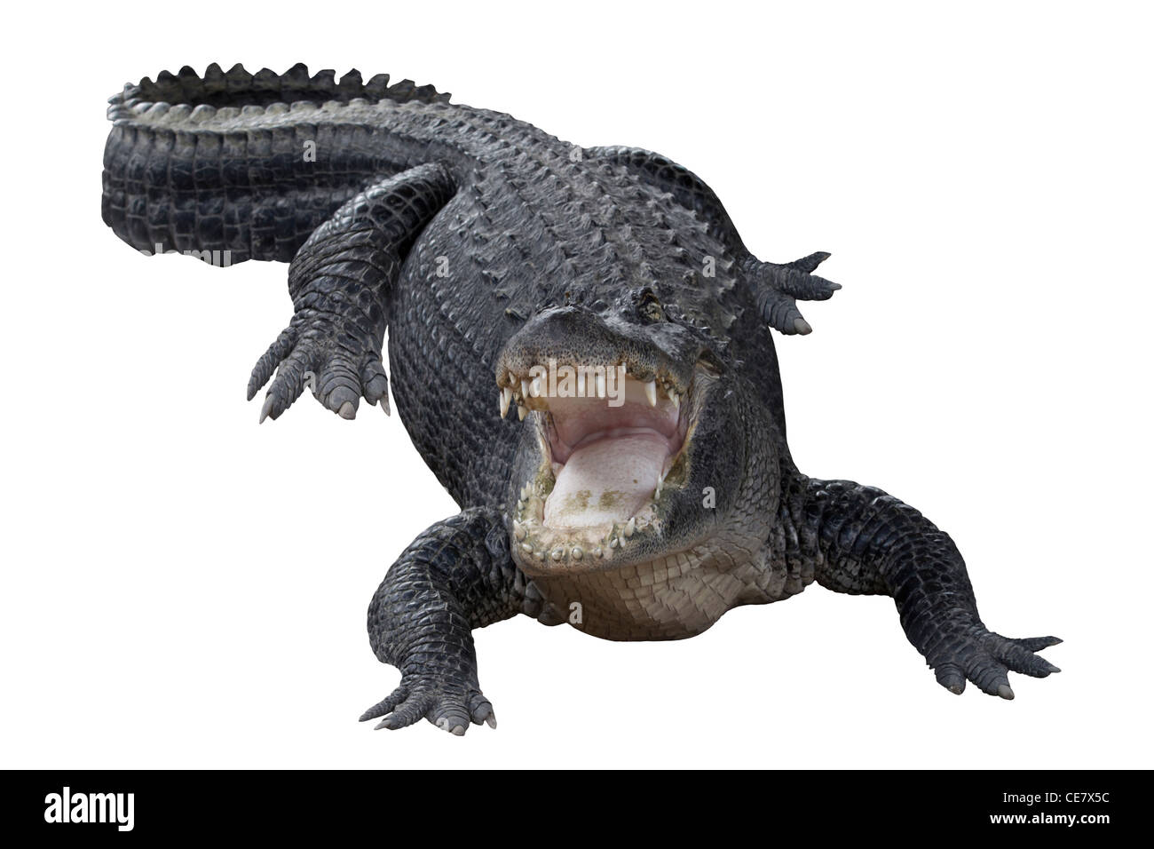 Alligatore aggressivo con la bocca aperta Foto Stock
