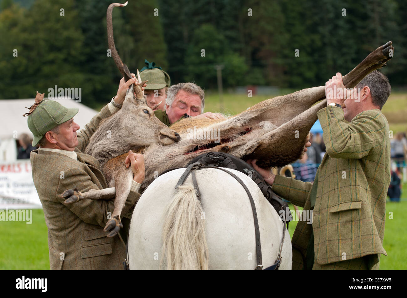 Il cervo morto essendo caricati su di stalking pony durante il display a livello locale mostra Foto Stock