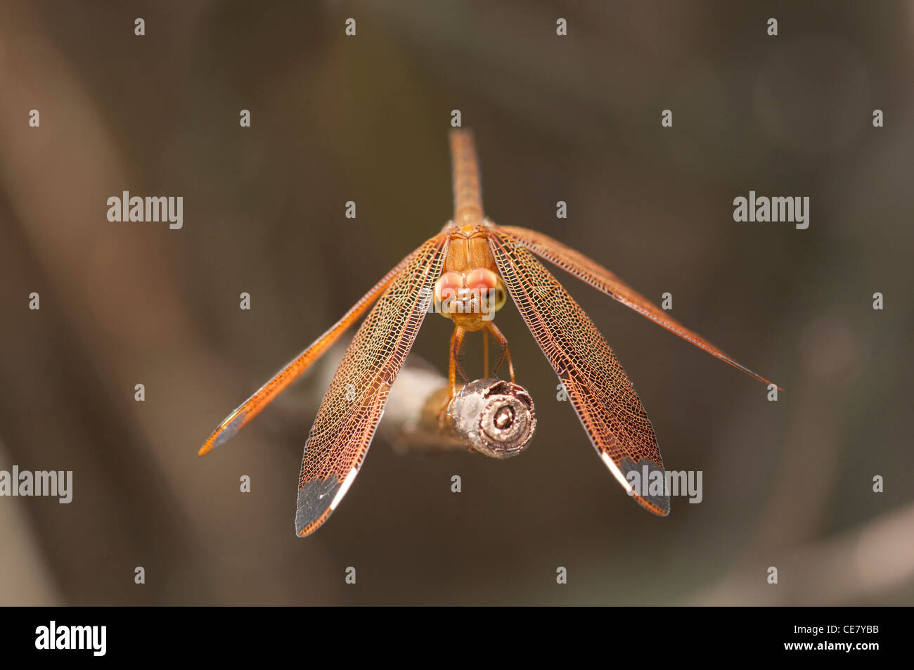 Dragonfly Fulvous foresta, Skimmer Neurothemis fulvia, femmina, Siem Reap, Cambogia Foto Stock